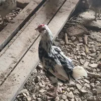 خروس و مرغ گلین