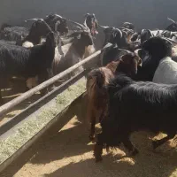 بز داشتی ترکی درجه یک|حیوانات مزرعه|شیراز, حومه شیراز|دیوار