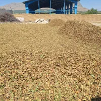 پوست بادام خشک|لوازم جانبی حیوانات|سامان, |دیوار