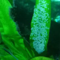 انجل جفت با تعداد تخم خیلی بالا|ماهی|تهران, مسعودیه|دیوار