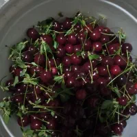 آلبالو فرنگی