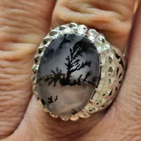 شجر قائن فاخر بی همتا