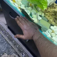 لجنخوار|ماهی|هشتگرد, فاز ۳ مهستان|دیوار