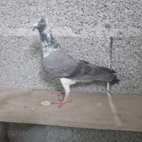 کبوتر گرفته شده