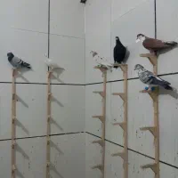 کبوتر|پرنده|زاوه, |دیوار