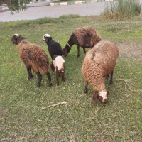 میش بره|حیوانات مزرعه|دزفول, |دیوار