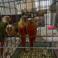 گرینچیک|پرنده|ساری, |دیوار