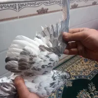 نر.|پرنده|قم, محمد آباد|دیوار