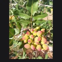 فروش زمین ۳۶۹۶ متری