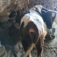 گوساله ۸ ماهه نر|حیوانات مزرعه|صومای برادوست, |دیوار