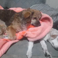 واگذاری دو سگ نرو ماده اشپیتز|سگ|قدس, شهر‌قدس|دیوار