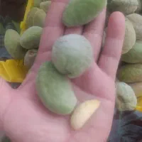 بادام درختی مستقیم از باغ