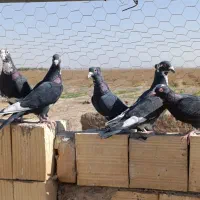 6سیاه پلنگ|پرنده|کشکوئیه, |دیوار