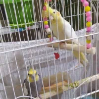 جفت عروس هلندی صد در صد کار داده تضمینی