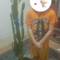 افوربیا چین چند ساله یک متر