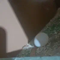 جفت طوطی گرینچیک مولد با تست