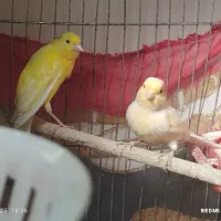 قناری جفت|پرنده|تویسرکان, |دیوار