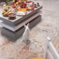 فرش ۹متری کرم طرح هخامنشی جدید|فرش|قائمشهر, |دیوار