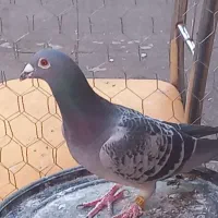 کبوتر|پرنده|خوی, |دیوار