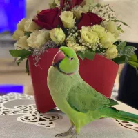 طوطی ملنگو نر