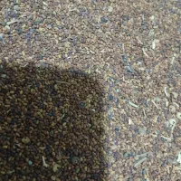 بذر یونجه محلی تمیز