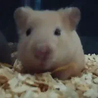 همستر|موش و خرگوش|کرمان, |دیوار