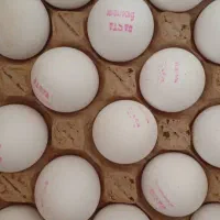 پخش عمده تخم مرغ