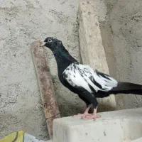 سینه سیاه|پرنده|مسجد سلیمان, |دیوار