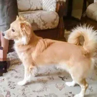 واگذاری سگ اشپیتز گلدن دوساله و نر و عقیم نشده