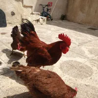 خروس جوان