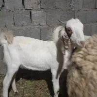 فروش فوری کهره نر|حیوانات مزرعه|جیرفت, |دیوار