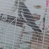 بچه عروس سالم و خوشگل  ۲۰۰