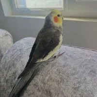 عروس هلندی نر یک ساله کاملا سالم