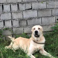 توله آلابای 9 ماهه بدلیل جابه جایی|سگ|قائمشهر, |دیوار