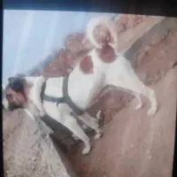 واگذاری سگ خراسانی