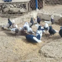 فروش کبوتر تهرانی|پرنده|تیکمه داش, |دیوار