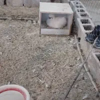 ویاندوت اپنزلر آرکانا ایام سبرایت ابریشمی برهما|حیوانات مزرعه|شیراز, غدیر شمالی|دیوار