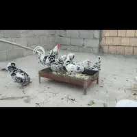 مرغ گلین بدون عیب وایرادچهارعدد|حیوانات مزرعه|سرپل ذهاب, |دیوار