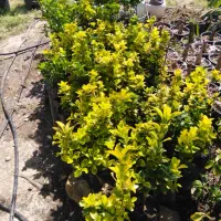 شمشاد|گل و گیاه طبیعی|ساری, |دیوار