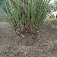 فروش پاجوش کلوته|خدمات باغبانی و درختکاری|کهنوج, |دیوار