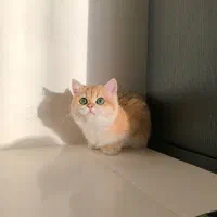 گربه