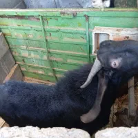 چپیش بز نر|حیوانات مزرعه|ابرکوه, |دیوار