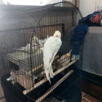 جوجه عروس هلندی لوتینو|پرنده|قدس, شهرقدس|دیوار