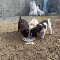 توله سگ معاوضه باکفتر کشتی