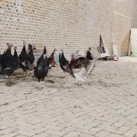 بوقلمون برنز انگلیسی|حیوانات مزرعه|اشتهارد, |دیوار