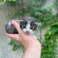 هم خ ونه ، همخونه  آقا