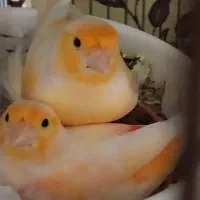 قناری مسکویی اصیل