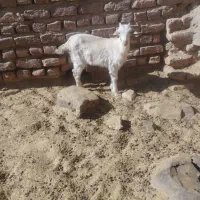 بزغاله  کره  کوهبنان