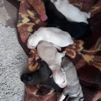 توله و ماده هاسکی|سگ|آشخانه, |دیوار