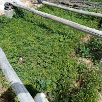 نشا گوجه فرنگی